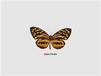 藏品(外國蝴蝶)的圖片